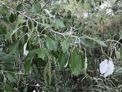 Populus alba