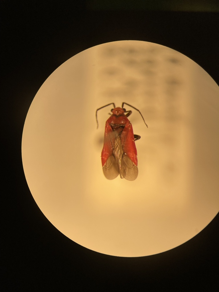 Lopidea minor