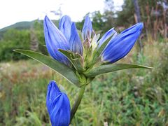 Gentiana triflora