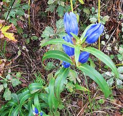 Gentiana triflora