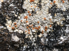 Lecanorales