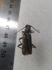 Trichoferus campestris