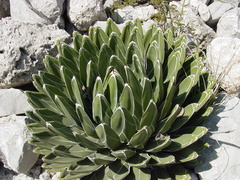 Agave victoriae-reginae