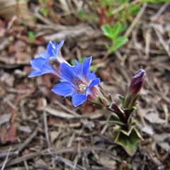 Gentiana zollingeri