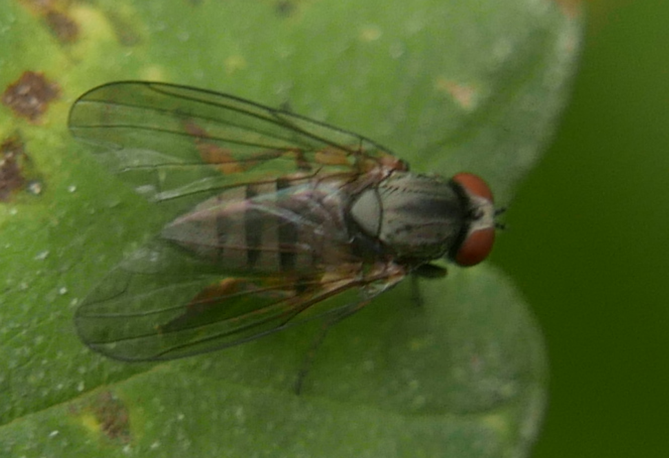 Platypeza consobrina