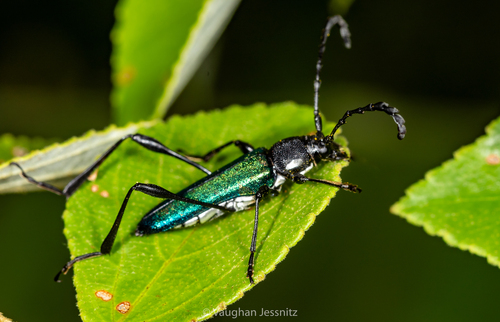 Hypargyra albilateralis