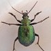 Green Carab Beetle - Photo (c) Cheryl Macaulay, some rights reserved (CC BY-NC), uploaded by Cheryl Macaulay