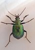 Green Carab Beetle - Photo (c) Cheryl Macaulay, some rights reserved (CC BY-NC), uploaded by Cheryl Macaulay