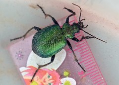 Calosoma schayeri