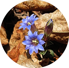 Gentiana zollingeri