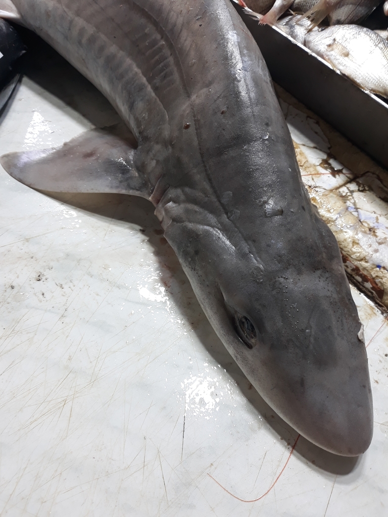 Blackspotted Smoothhound