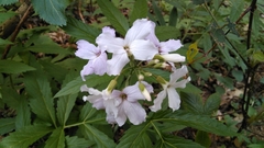 Cardamine heptaphylla