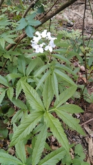 Cardamine heptaphylla