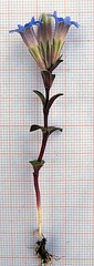 Gentiana zollingeri