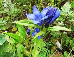 Gentiana scabra