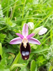 Ophrys bertolonii