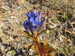 Gentiana scabra