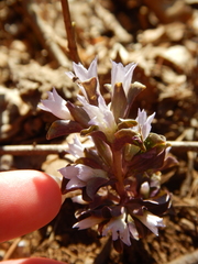 Obolaria virginica