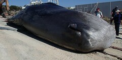 Sperm Whale photo 4