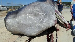 Sperm Whale photo 3