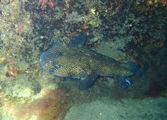 Chilomycterus reticulatus