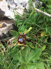 Ophrys speculum speculum