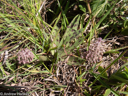 Ledebouria pardalota
