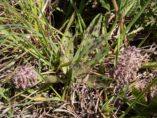 Ledebouria pardalota