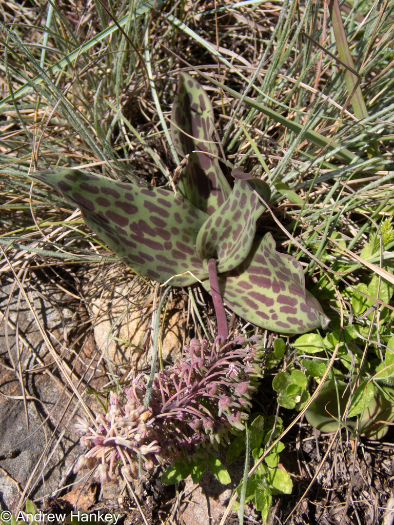 Ledebouria pardalota, Ehlanzeni District Municipality, South Africa