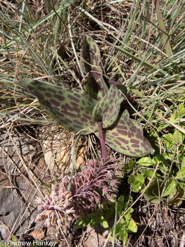 Ledebouria pardalota