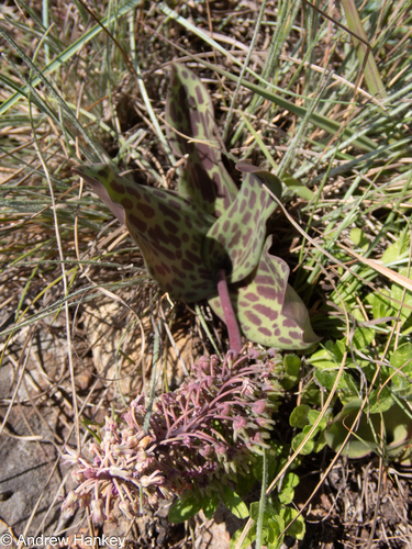 Ledebouria pardalota