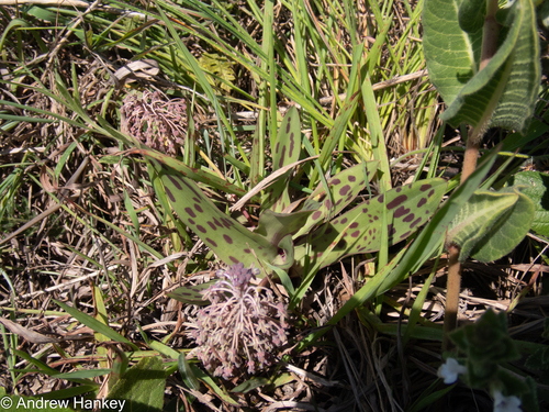 Ledebouria pardalota