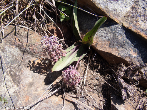 Ledebouria pardalota
