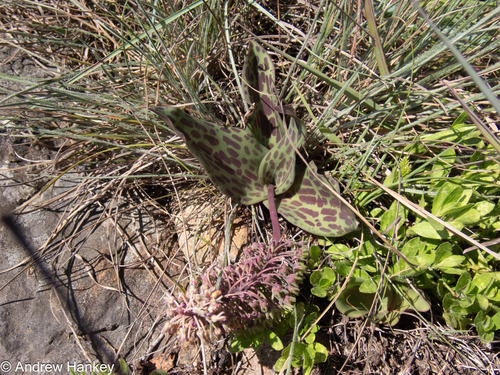 Ledebouria pardalota