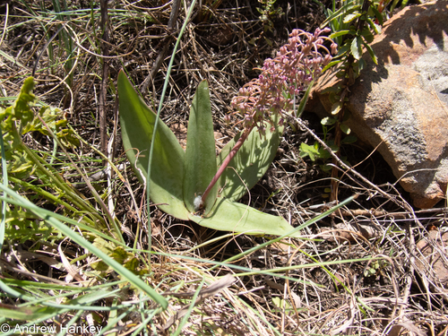 Ledebouria pardalota