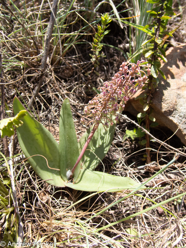 Ledebouria pardalota