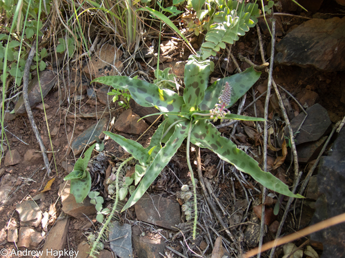Ledebouria cremnophila