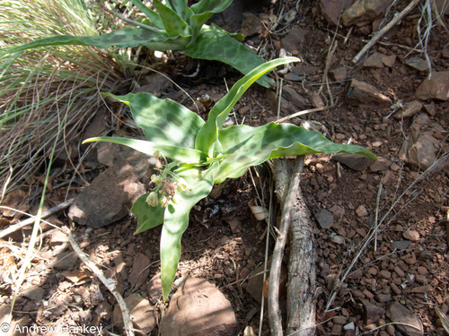 Ledebouria cremnophila