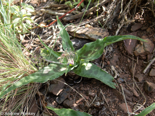 Ledebouria cremnophila