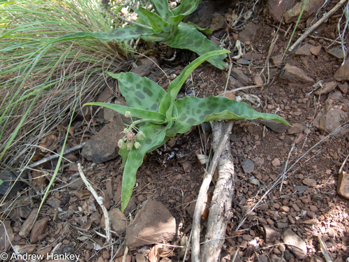 Ledebouria cremnophila