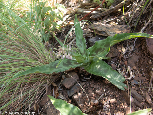 Ledebouria cremnophila