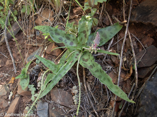 Ledebouria cremnophila