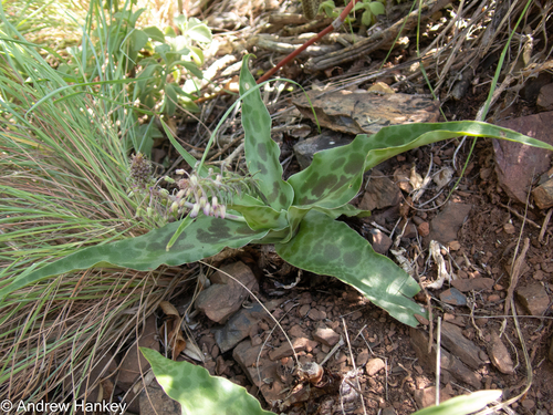 Ledebouria cremnophila