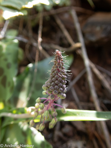 Ledebouria cremnophila