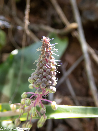 Ledebouria cremnophila
