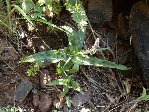krantz African hyacinth (Ledebouria cremnophila)