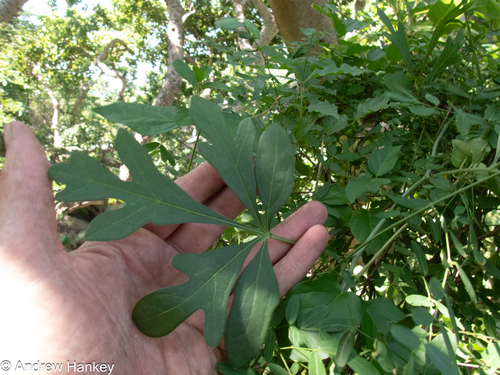 Adenia digitata