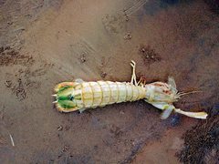 Squillidae