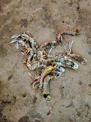 Squillidae