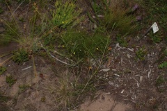 Aspalathus biflora longicarpa